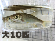 [813] 銀兵（ウグイ）１０匹セット　大サイズ　約１２～１８ｃｍ 程度【他商品との同梱不可】　※ノークレーム限定