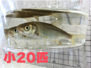 [821] 銀兵（ウグイ）２０匹セット　小サイズ　約５～８ｃｍ程度【他商品同梱不可】　※ノークレーム限定