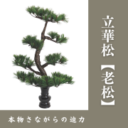 【※ご納期約2週～】立華松【常花 造花 老松】