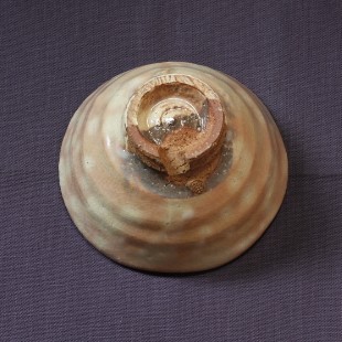 萩焼(伝統的工芸品)抹茶碗御本手平