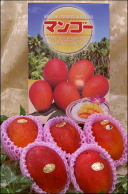 完熟！台湾アップルマンゴー2kg