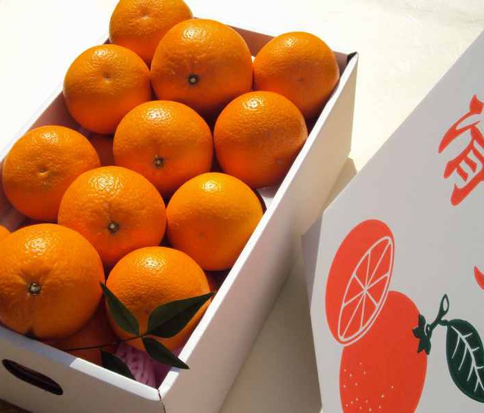 送料無料 マルチ栽培 清見オレンジ 秀品 2l級 5kg 高銀みかん園