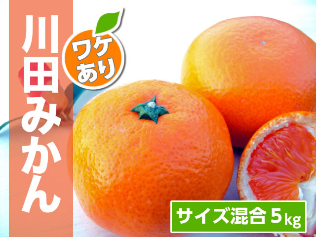 川田みかんわけあり5kg商品サムネイル