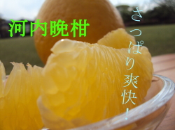 河内晩柑アップ