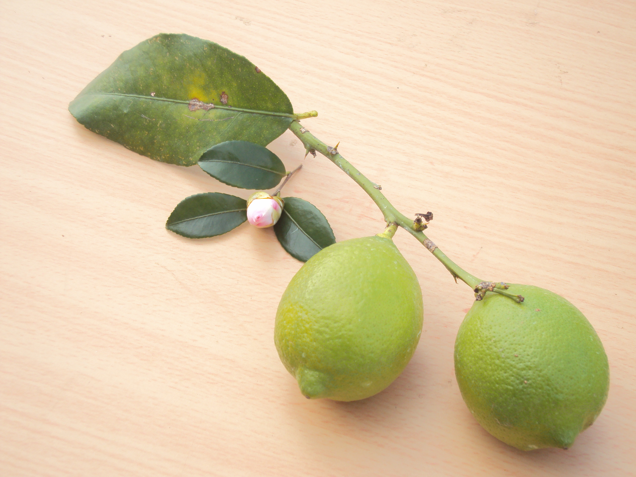 レモン商品画像