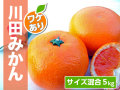 川田みかんわけあり5kg商品サムネイル