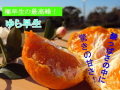 ゆらとっぷ