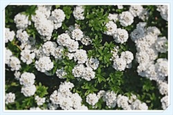 Open*Me イベリス-トキワナズナ