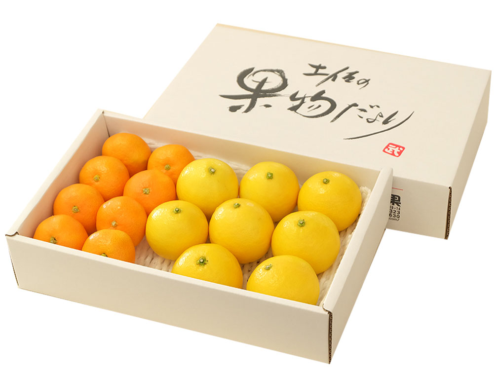 柑橘セット_1