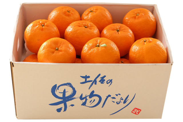 【高しょう系】立目ぽんかん約3kg(2Lサイズ×約18玉入り) 立目ぽんかんの通販