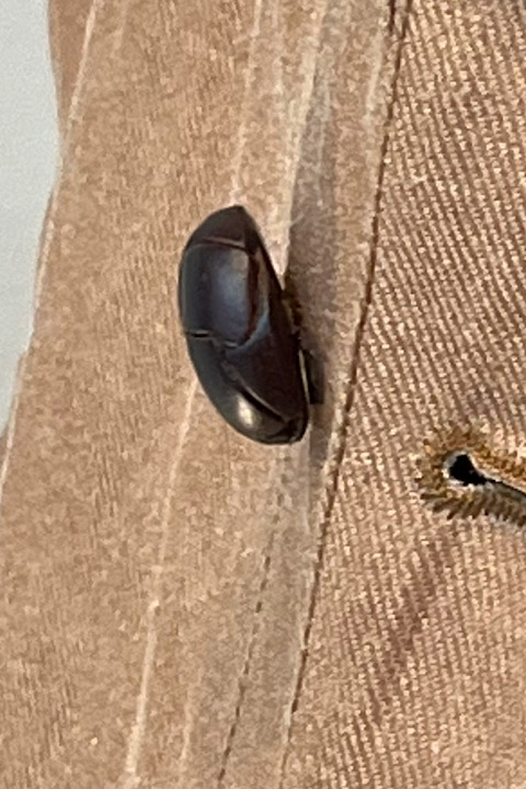 フィッシャーマンコート