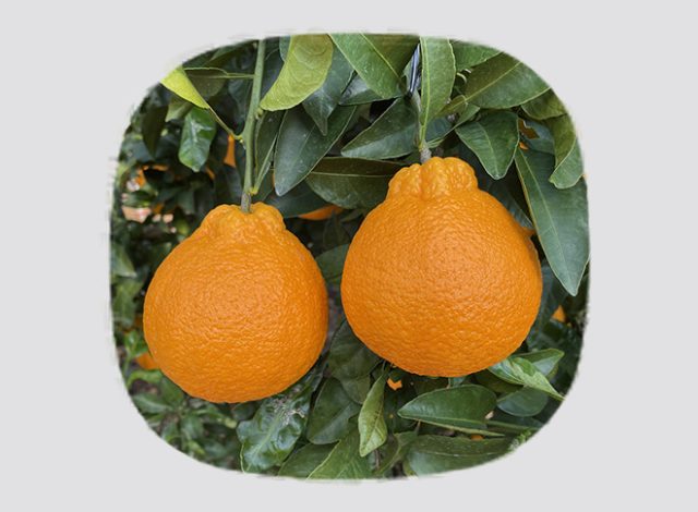 玉川の不知火（仮称）【試験販売】