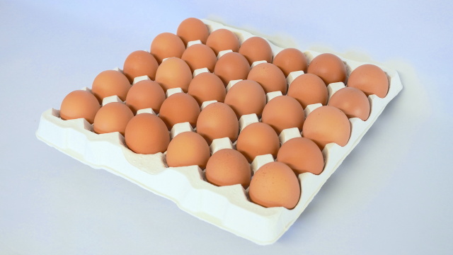 30個入フリートレー（30ｘ1穴あり）