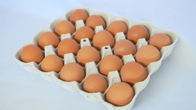 20個入り分割トレー（20ｘ2、穴あり）