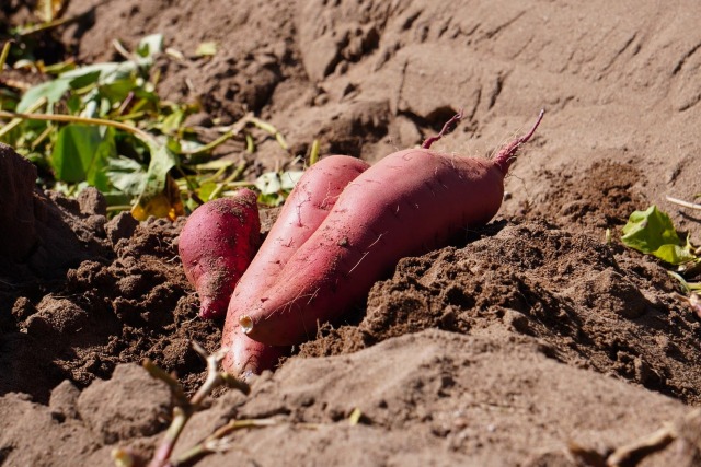 紅まいこ 砂丘育ちのさつまいも 山野農園