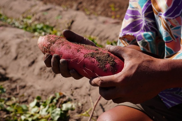紅まいこ 砂丘育ちのさつまいも 山野農園