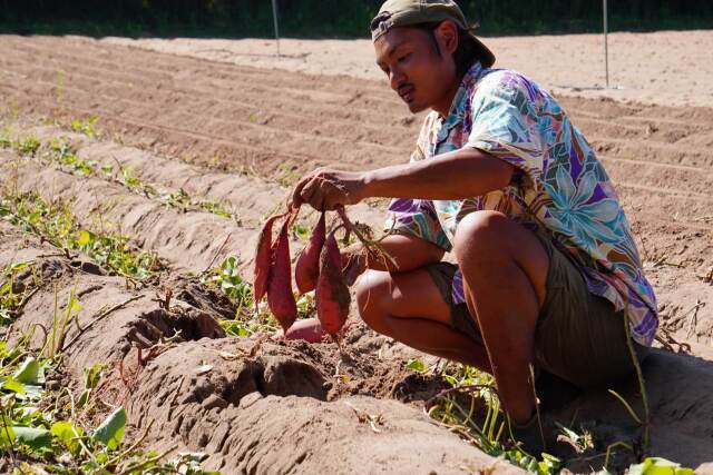 さつまいもを収穫する山野さん