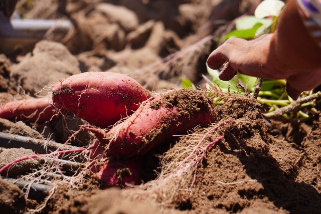 紅まいこ 砂丘育ちのさつまいも 山野農園