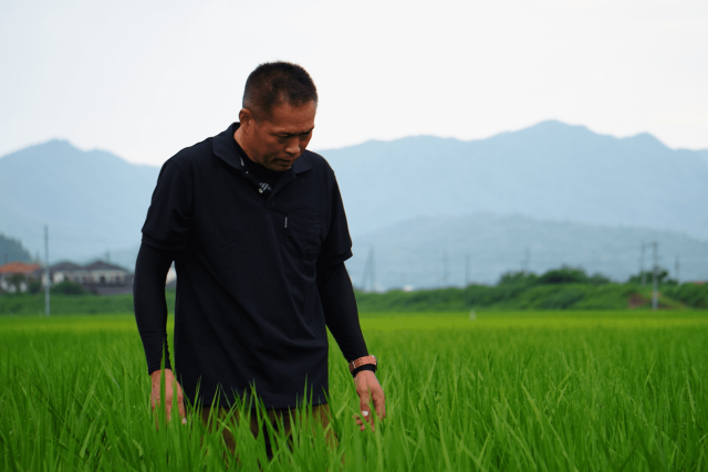 伊達農園さん 丹後の米農家