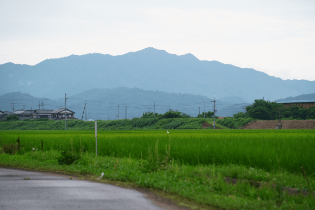 伊達農園さんの田んぼ 丹後の米農家