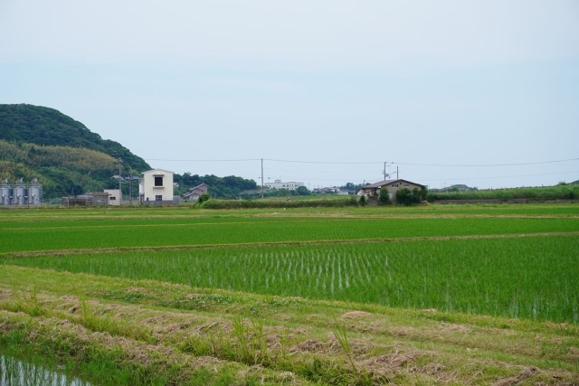 野木源さんの田んぼ 京丹後