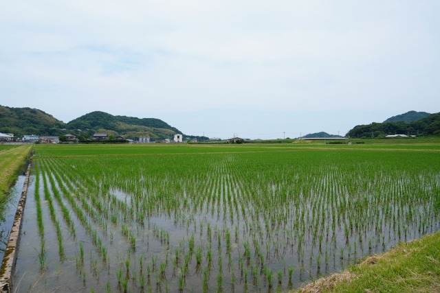 野木源さんの田んぼ 京丹後