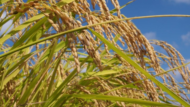 野木源の杵つきおもち