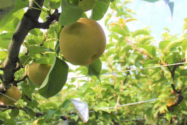 丹後の梨