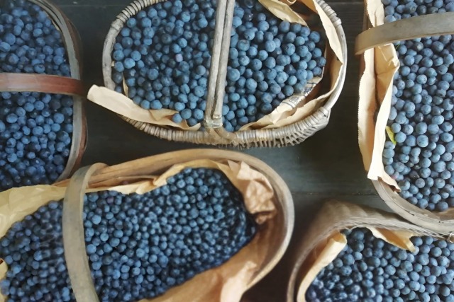 ファームガーデン空詩土のブルーベリー