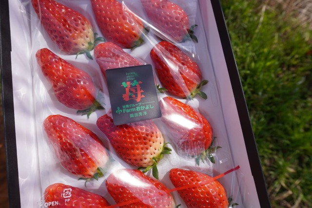 丹後産いちごギフト箱 Farmおかよし