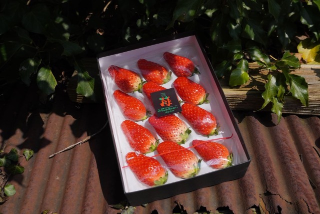 丹後産いちごギフト箱 Farmおかよし