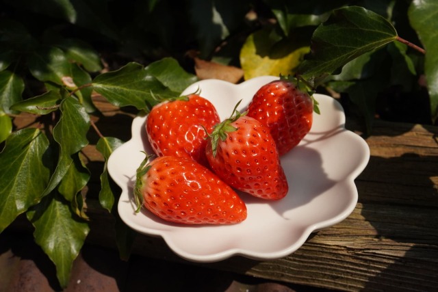 丹後産いちごギフト箱 Farmおかよし