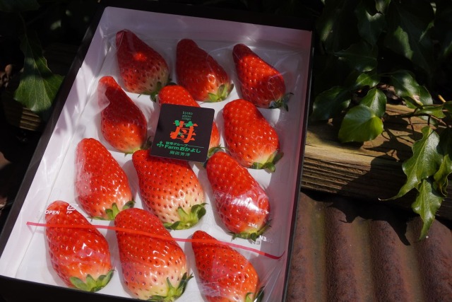 丹後産いちごギフト箱 Farmおかよし