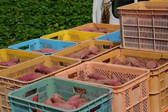 竹田農園プレミアム紅はるか