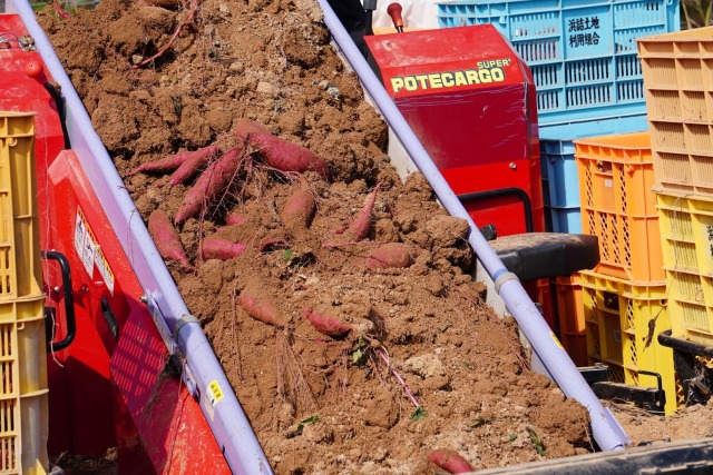 竹田農園　収穫の様子