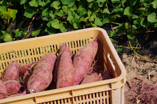 竹田農園プレミアム紅はるか
