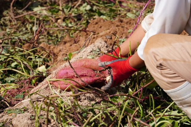 竹田農園　収穫の様子