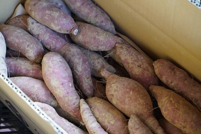 竹田農園プレミアム紅はるか 専用箱