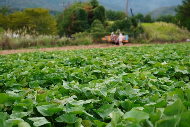 竹田農園のさつまいも畑