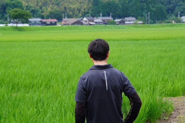上羽農園さんの田んぼ　京丹後