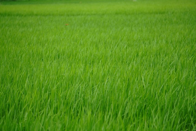 上羽農園さんの田んぼ　京丹後