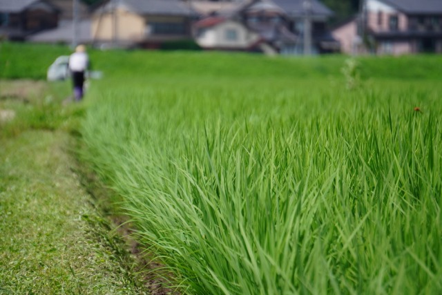 上羽農園さんの田んぼ　京丹後