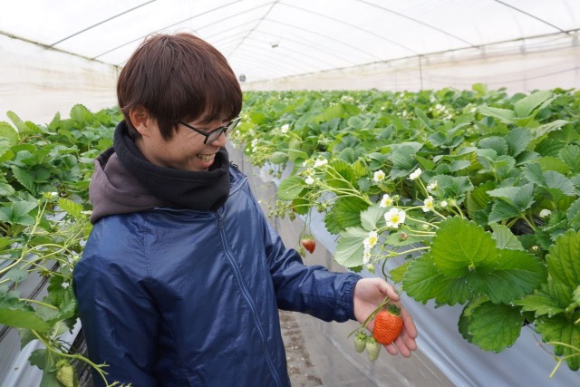上羽農園さんのいちご農園