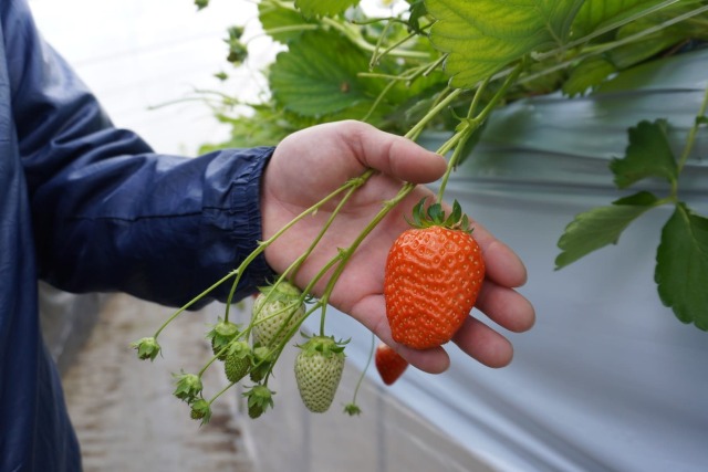上羽農園さんのいちご農園