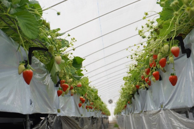 上羽農園さんのいちご農園