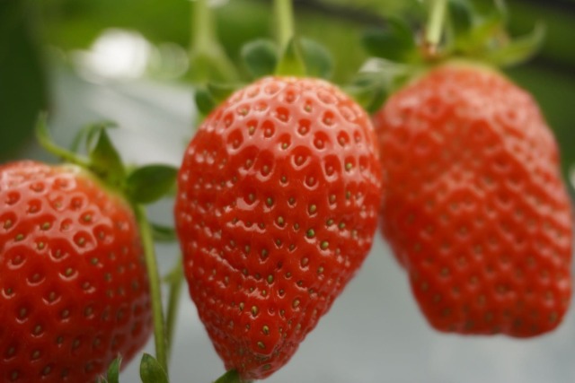 上羽農園さんのいちご農園