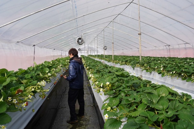 上羽農園さんのいちご農園