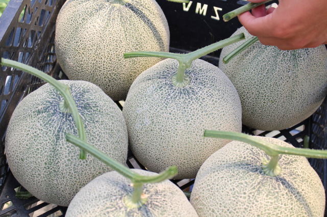 ゆめろんファームのメロン（箱入り）｜こだわり市場