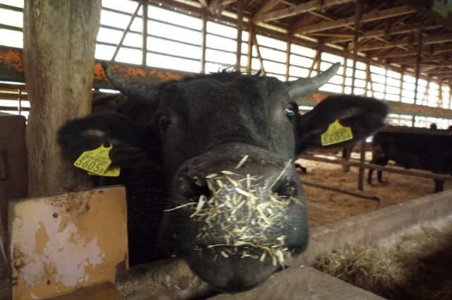 丹後王国,丹後,食,通販,食のみやこ,京たんくろ牛