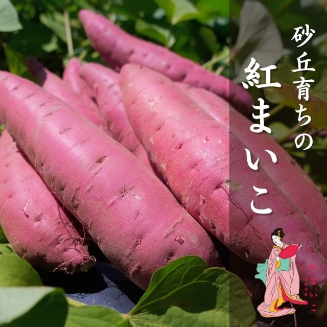 紅まいこ 砂丘育ちのさつまいも 山野農園